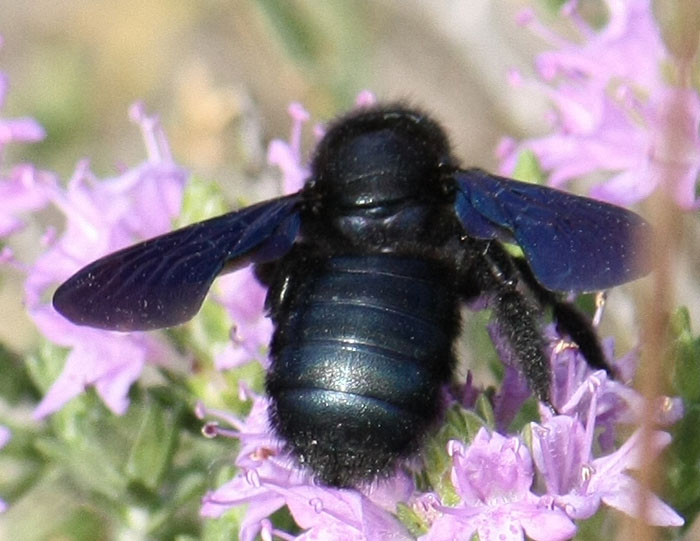 Xylocopa cfr violacea